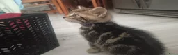 Mixed Breed cats for sale: 5 Beautiful Tabby Kittens  in Gravesend - Advert 5