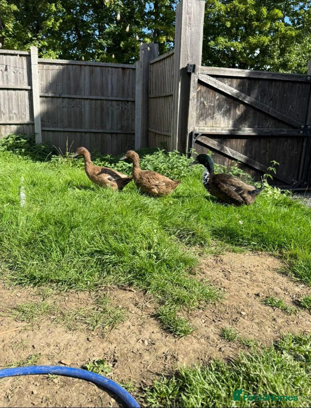 Chickens poultry for sale: Chickens and ducks For Sale  - Advert 2