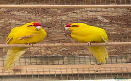 Parakeets birds for sale: Kakarikies - Image 1