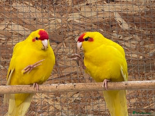 Parakeets birds - Advert 16