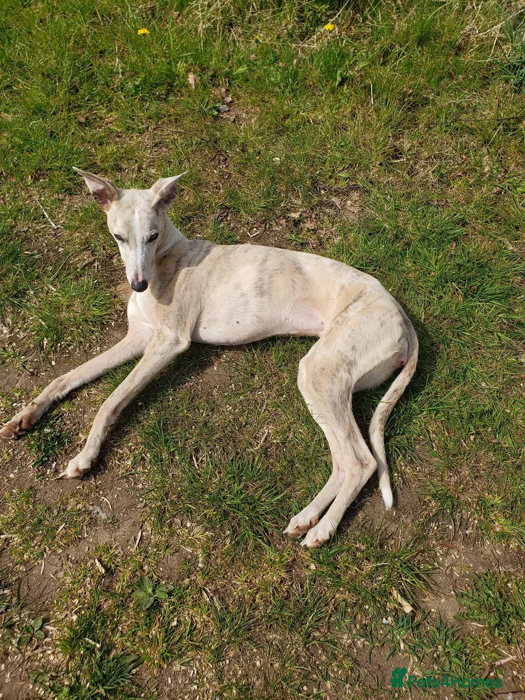 Mixed Breed dogs for sale: Whippet x Miniature Labradoodle  - Advert 8