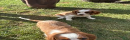 Cavalier King Charles Spaniel dogs for sale: Cavalier King Cha - Advert 6