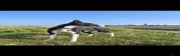 Lurcher dogs for sale: Lurcher Puppies  - Advert 7