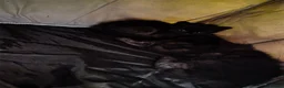Mixed Breed cats for sale: Beautiful Fluffy Black Kittens in Uxbridge - Advert 11