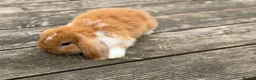 Mini Lop rabbits for sale: Three cute mini lops. - Advert 15