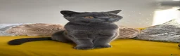 British Shorthair cats for sale: Cat for sale !! - Advert 9