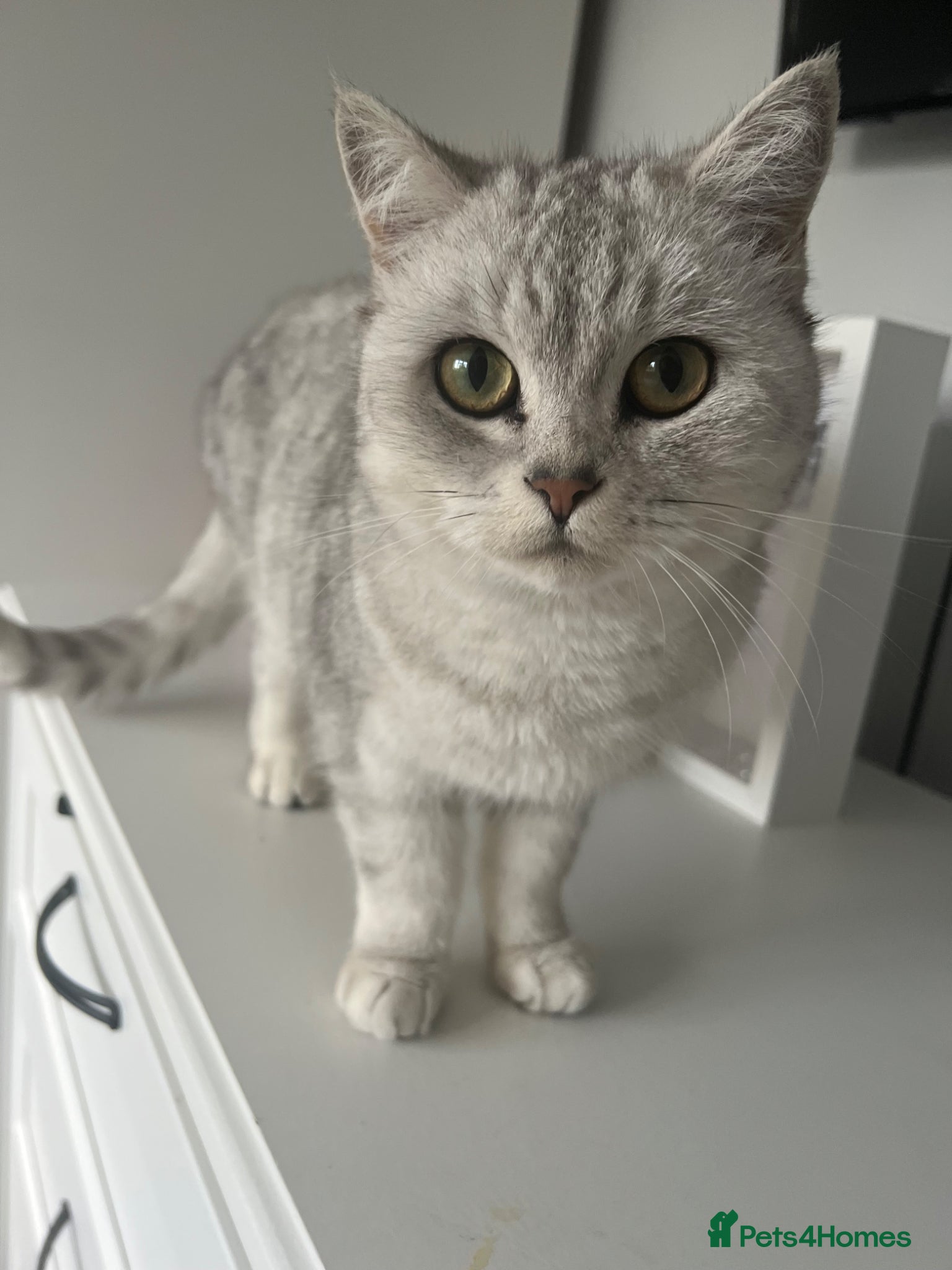 British Shorthair cats Silver Tabby British Shorthair male kittens - Advert 4