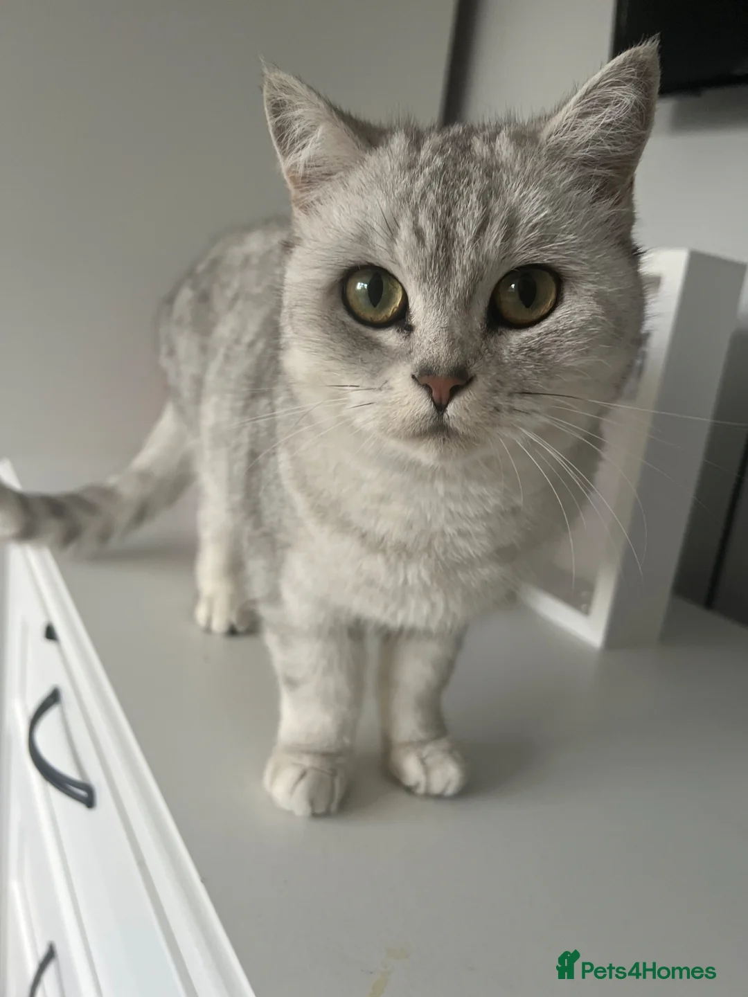 British Shorthair cats for sale: Silver Tabby British Shorthair male kittens in Brentwood - Advert 1