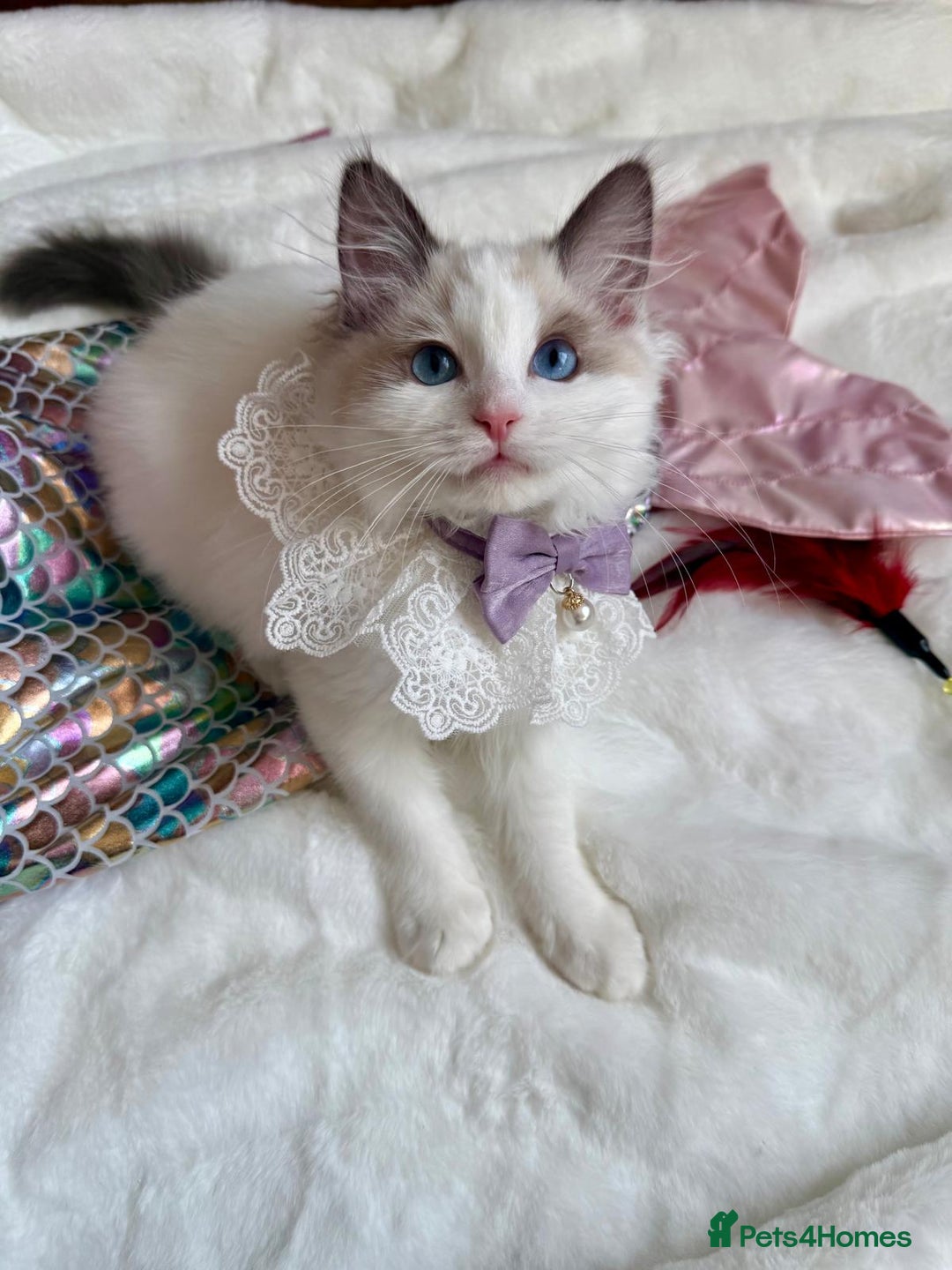 Ragdoll cats for sale: GCCF, They are ready for their new home. - Image 36