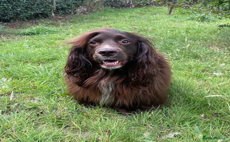 Sprocker dogs - Advert 2