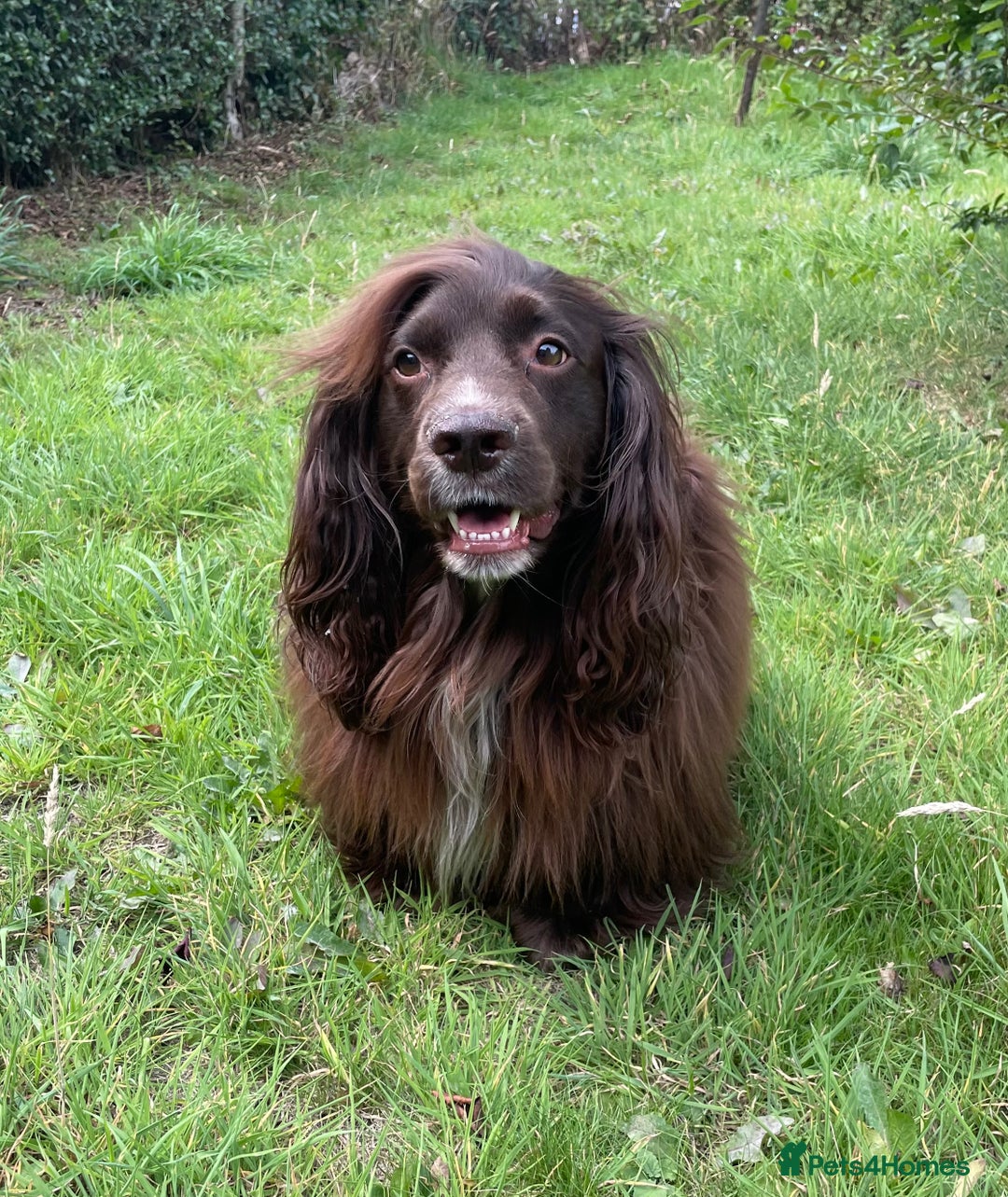 Sprocker dogs for stud: Dexter Sprocker - Image 1