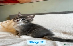 Maine Coon cats for sale: Maine Coon Kittens for Sale TICA  3 Boys & 2 Girls - Image 17