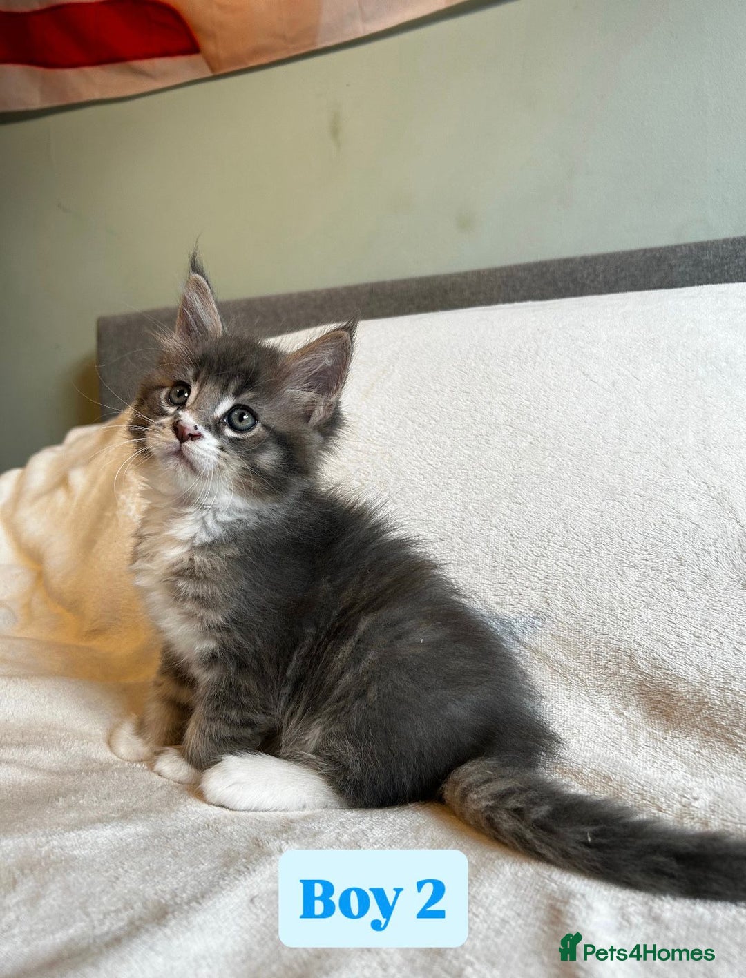 Maine Coon cats for sale: Maine Coon Kittens for Sale TICA  3 Boys & 2 Girls - Image 17