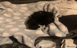 Miniature Poodle dogs for sale: Miniature poodles  - Advert 10