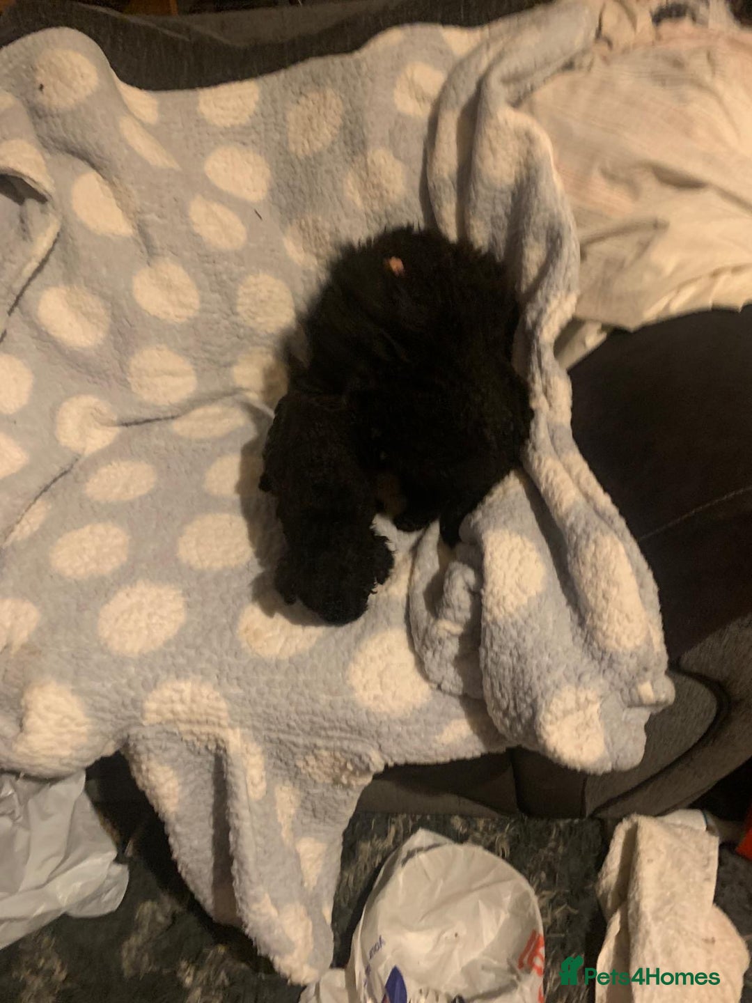 Miniature Poodle dogs for sale: Miniature poodles  - Advert 10