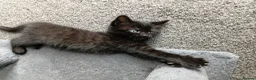 Mixed Breed cats for sale: Adorable Kittens Looking for Their Forever Homes  in Castleford - Advert 8