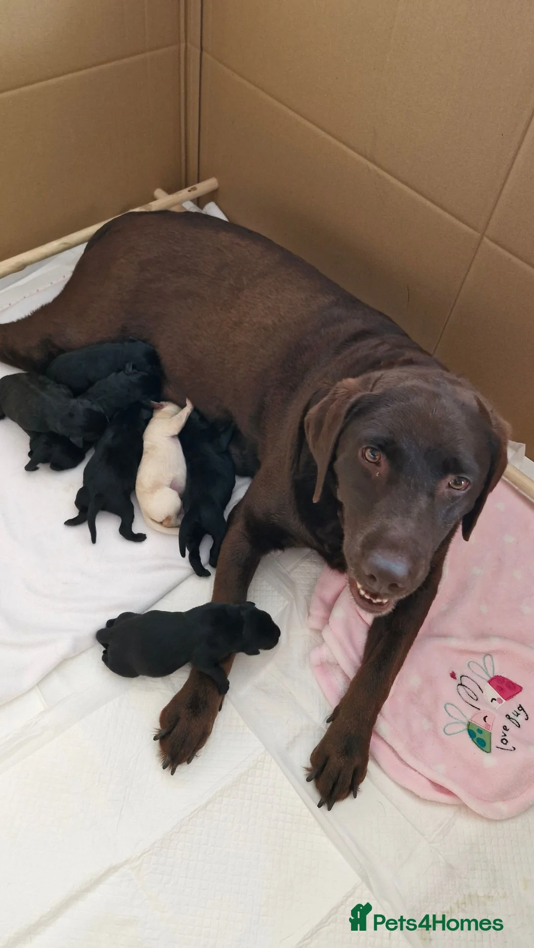 Labrador Retriever dogs for sale: Labrador Puppies in Faversham - Advert 2