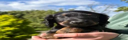 Cocker Spaniel dogs for sale: Beautiful Cocker Spaniel Puppies  in Helston - Advert 9
