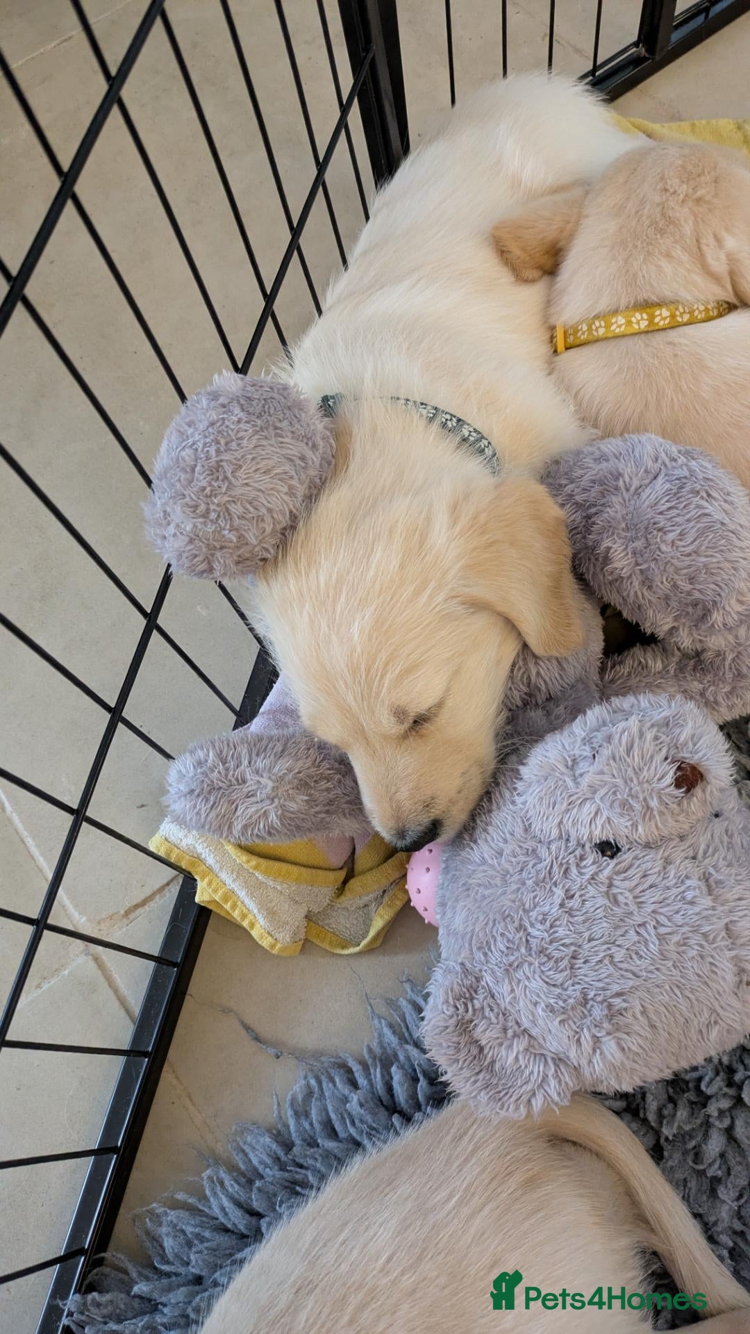 Labradoodle dogs Golden Labradoodle / Doubledoodle Puppies Viewings - Advert 2