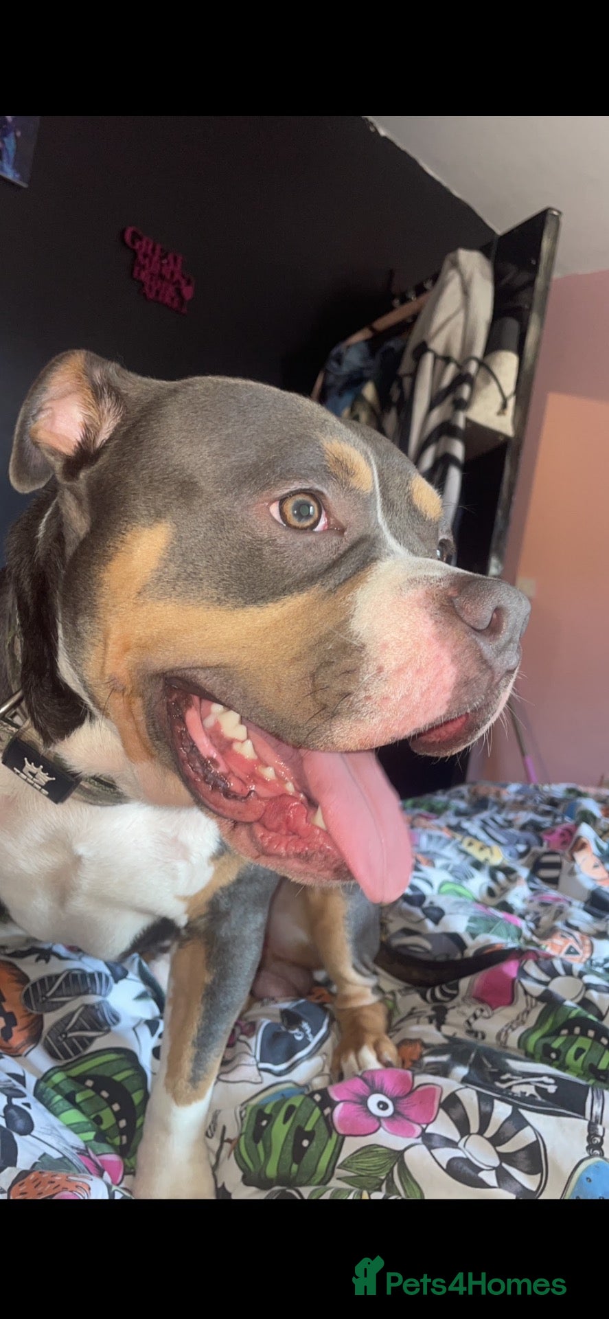 American Bully dogs Blue tri colour pocket bully for stud - Advert 1