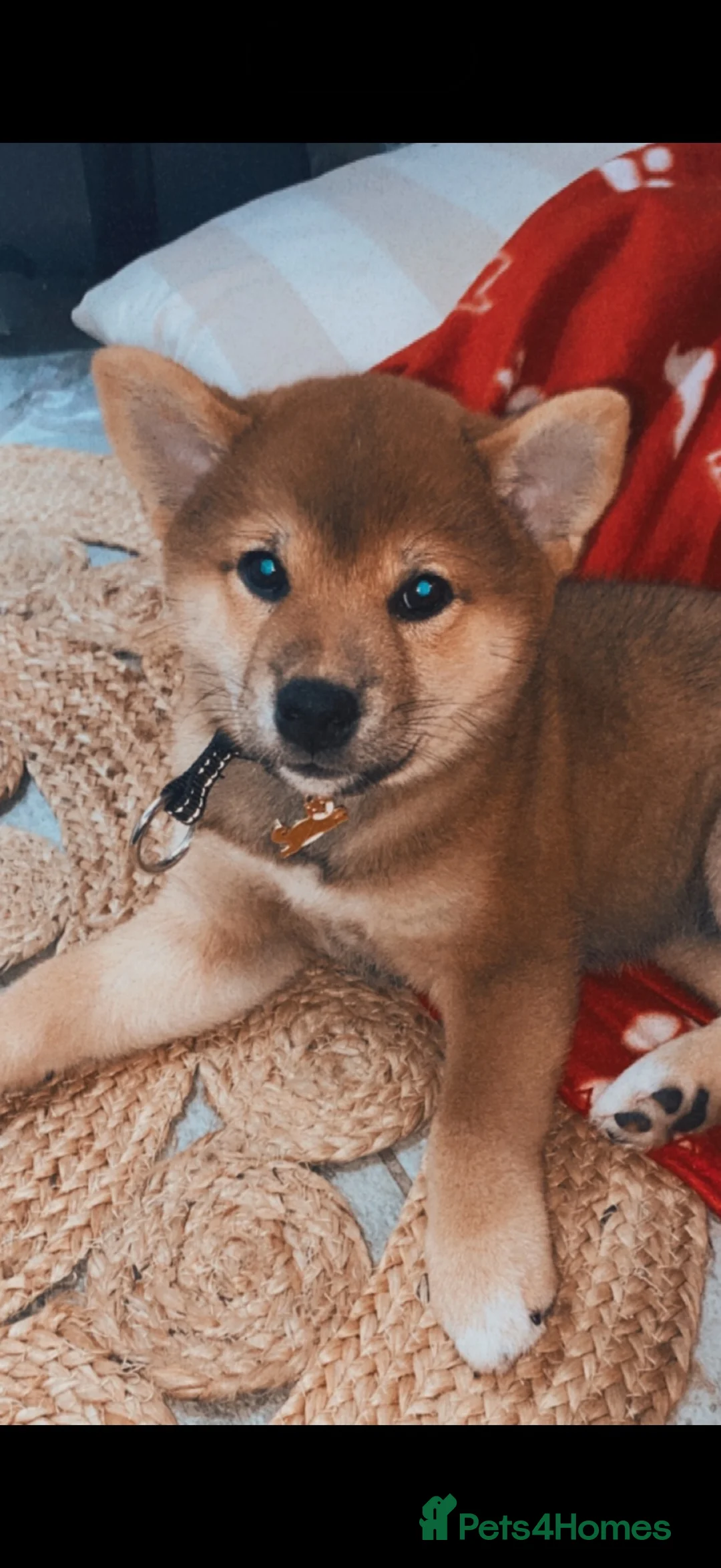 Japanese Shiba Inu dogs for sale: Little of Japanese Shiba inu - Advert 2