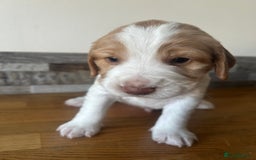 Cocker Spaniel dogs for sale: Baby Cocker Spaniels working type - Image 14