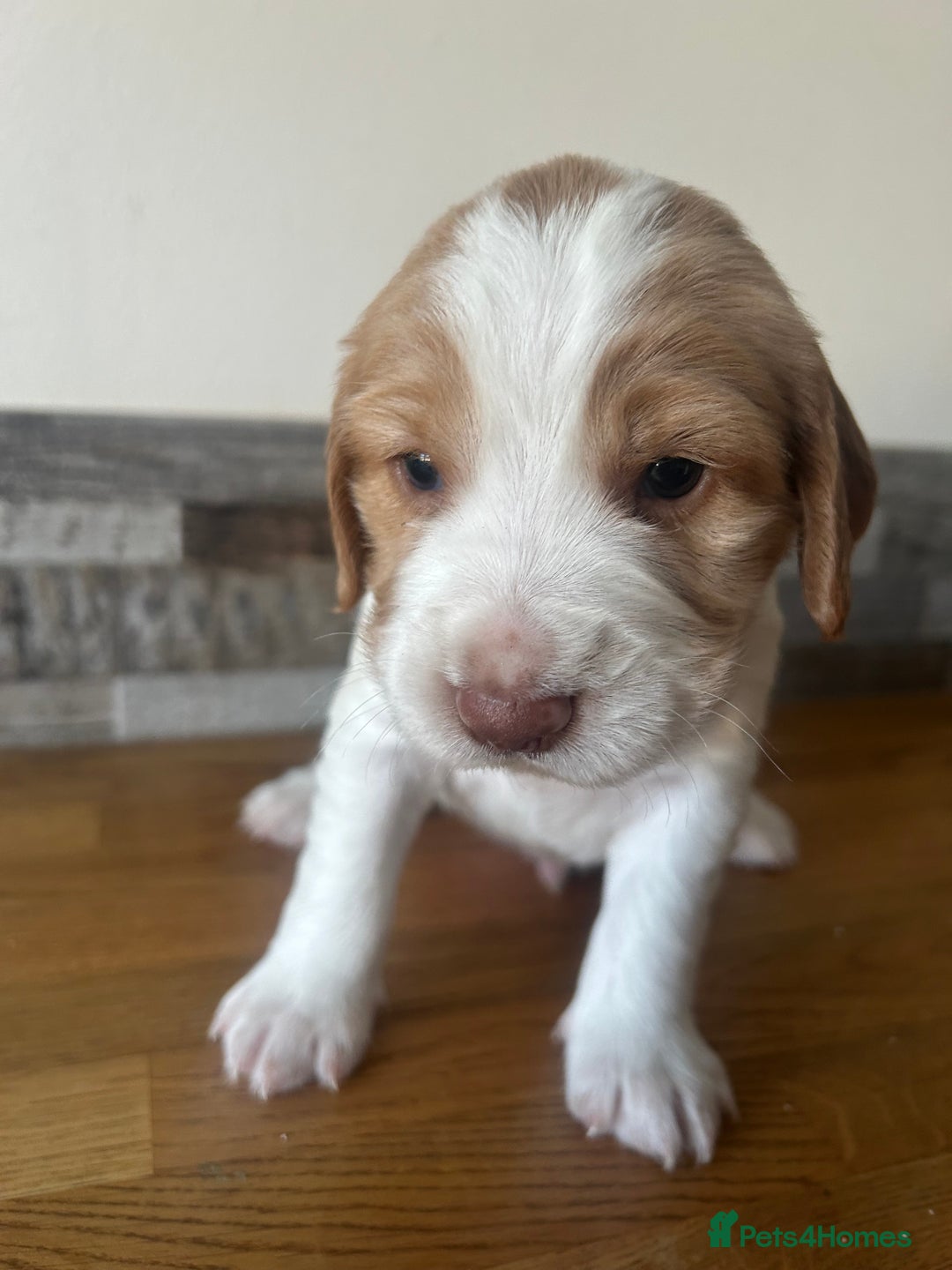 Cocker Spaniel dogs for sale: Baby Cocker Spaniels working type - Image 14