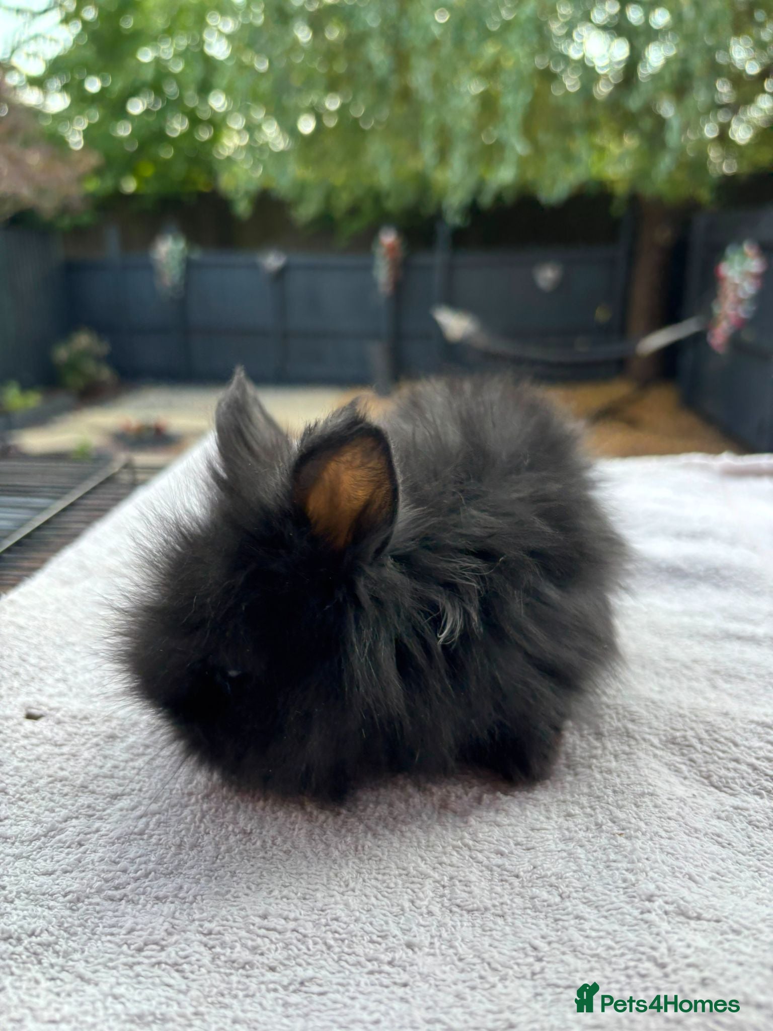 Netherland Dwarf rabbits Baby rabbits bunnies  - Advert 2