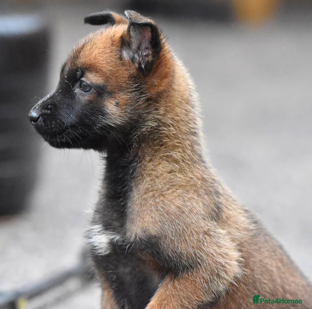 Belgian Shepherd Dog dogs for sale: Exclusive bloodlines  - Advert 6