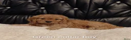 Cockapoo dogs for sale: 8 Beautiful Cockapoo Puppies  4 Boys & 4 Girls - Advert 10