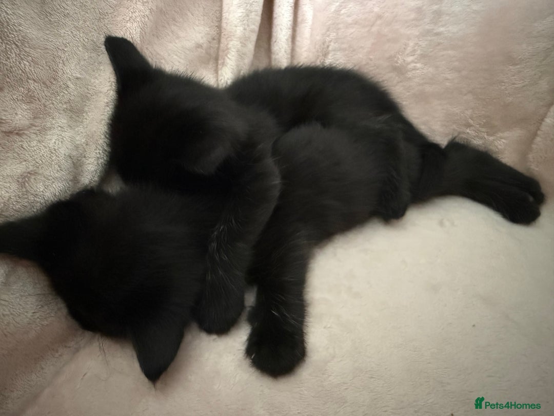 British Shorthair cats for sale: British shorthair kittens - Advert 13