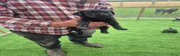 Labrador Retriever dogs for sale: Beautiful litter of labrador pups in Stockton-on-Tees - Advert 6