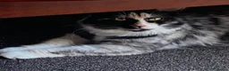 Mixed Breed cats for sale: Female Tortie Rehome - Advert 4
