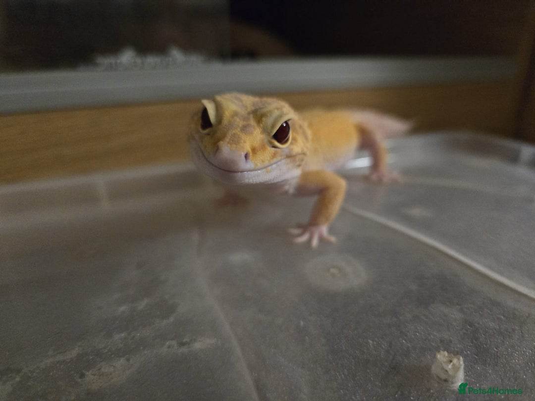 Leopard Gecko reptiles for sale: Leopard gecko for a good home - Image 11