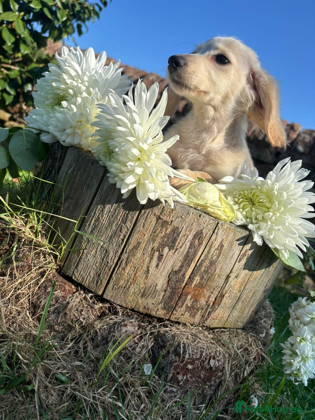 Miniature Dachshund dogs for sale: KC reg Miniature English cream dachshund girl  - Image 2
