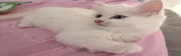 Mixed Breed cats for sale: beautiful white kitten with blue eyes - Advert 7