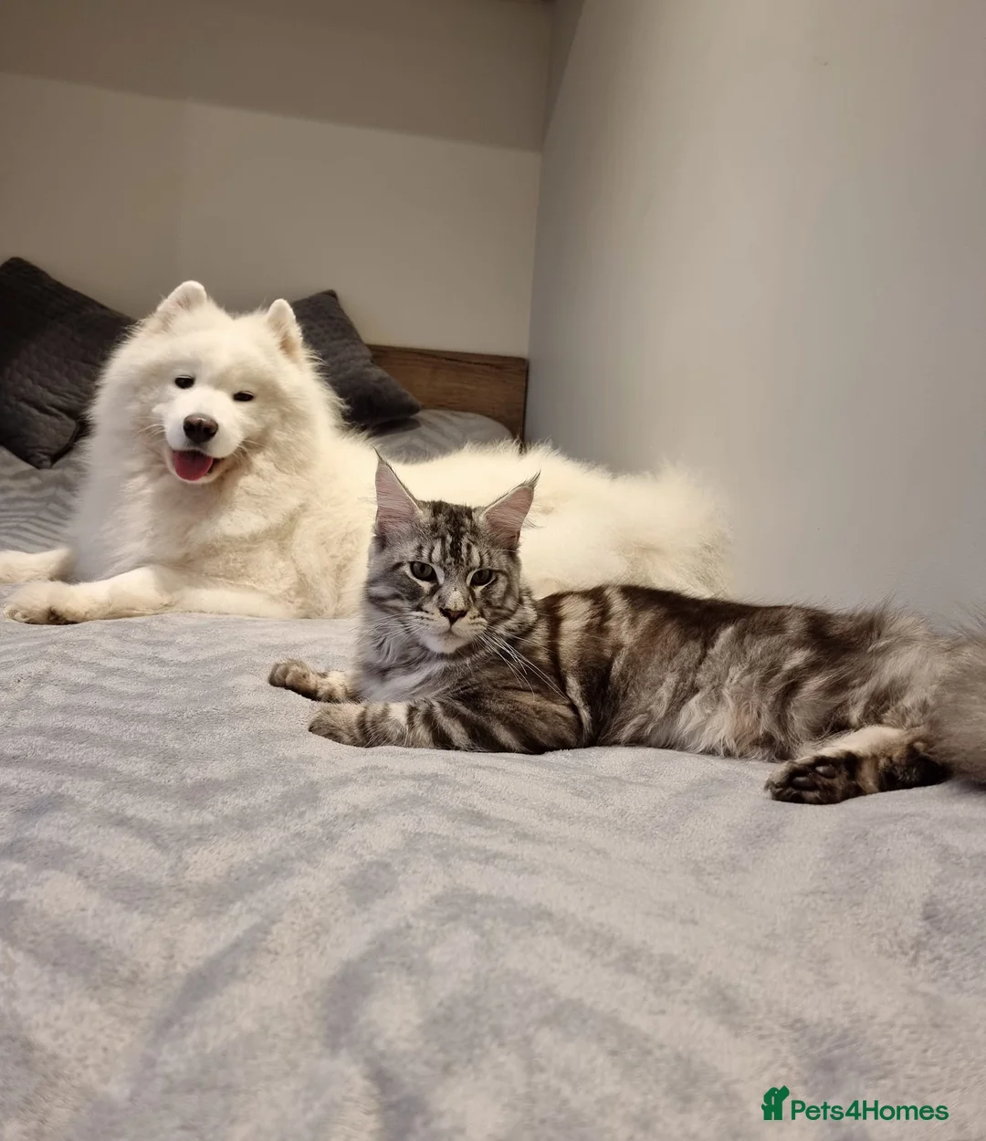 Samoyed dogs for sale: RKC Samoyed Puppies – Champion Bloodlines - Advert 16