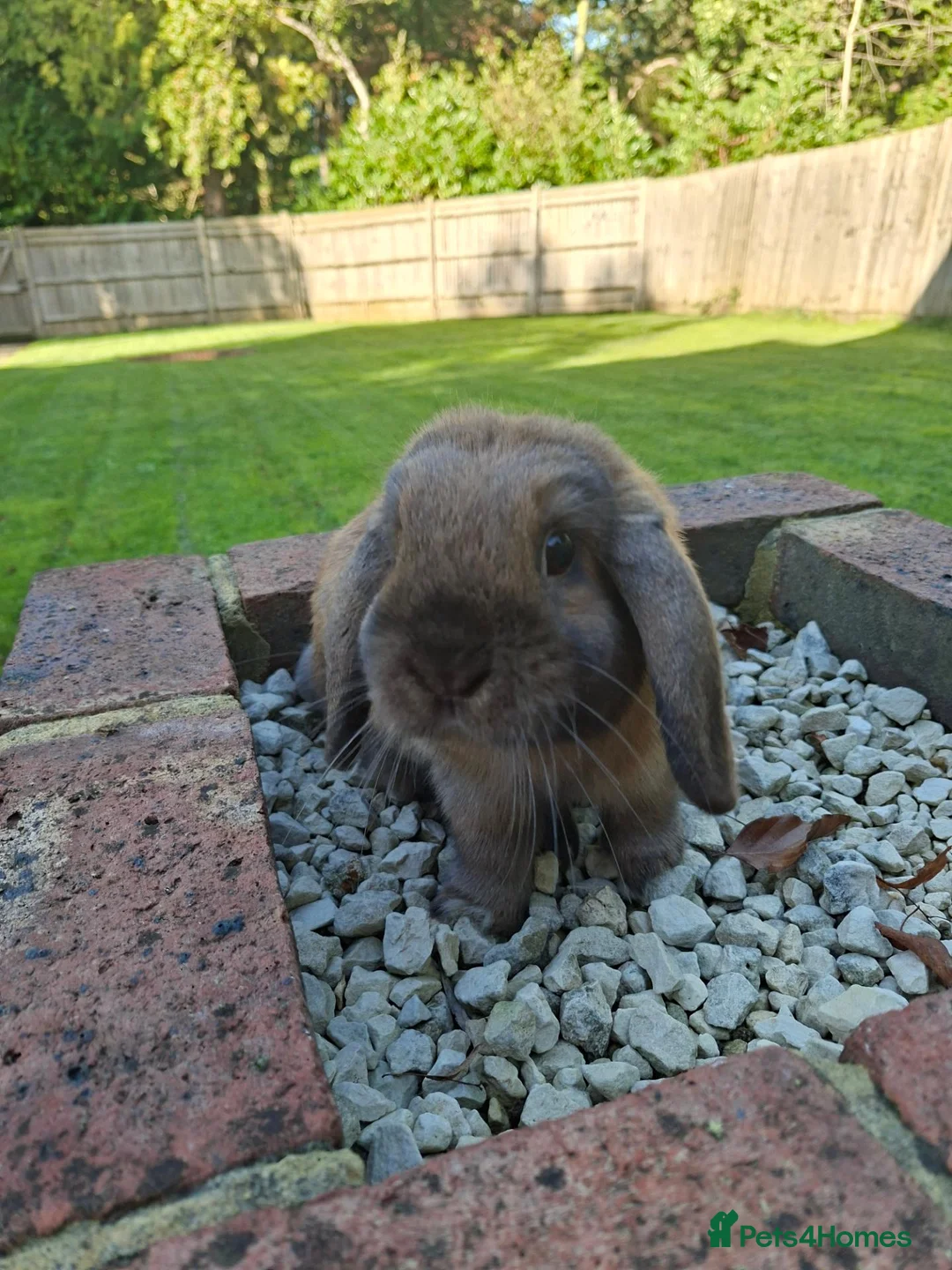 Mini Lop rabbits for sale: Gorgeous mini lop rabbit - Advert 2