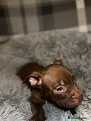 American Bully Puppy 3