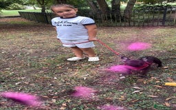 French Bulldog dogs for sale: French bull dog girl for sale - Image 2