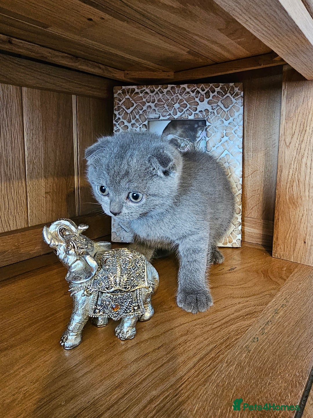 Scottish Fold cats for sale: Scottish fold and straight ears kittens for sale.  - Image 4
