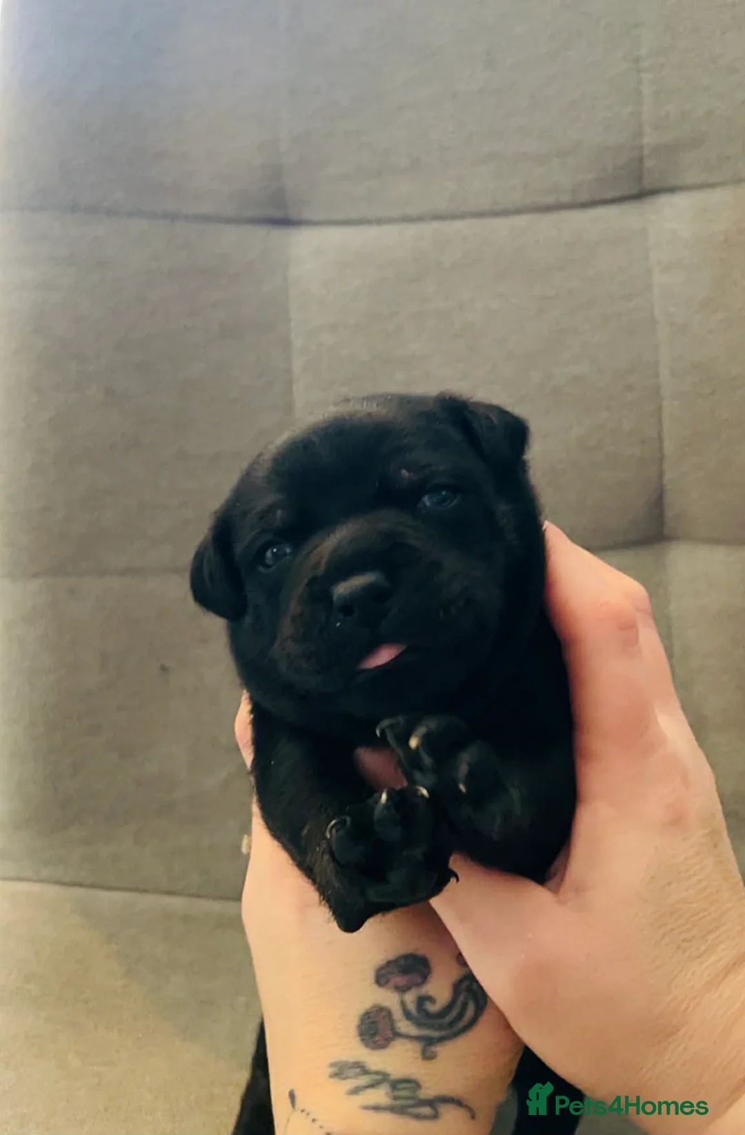 Staffordshire Bull Terrier dogs for sale: Staffordshire bull terrier pups  - Advert 6