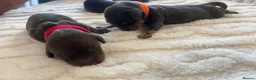 Miniature Dachshund dogs for sale: ⚡️Chocolate Mini Longhair Boys🐶 – Carry Cream - Advert 3