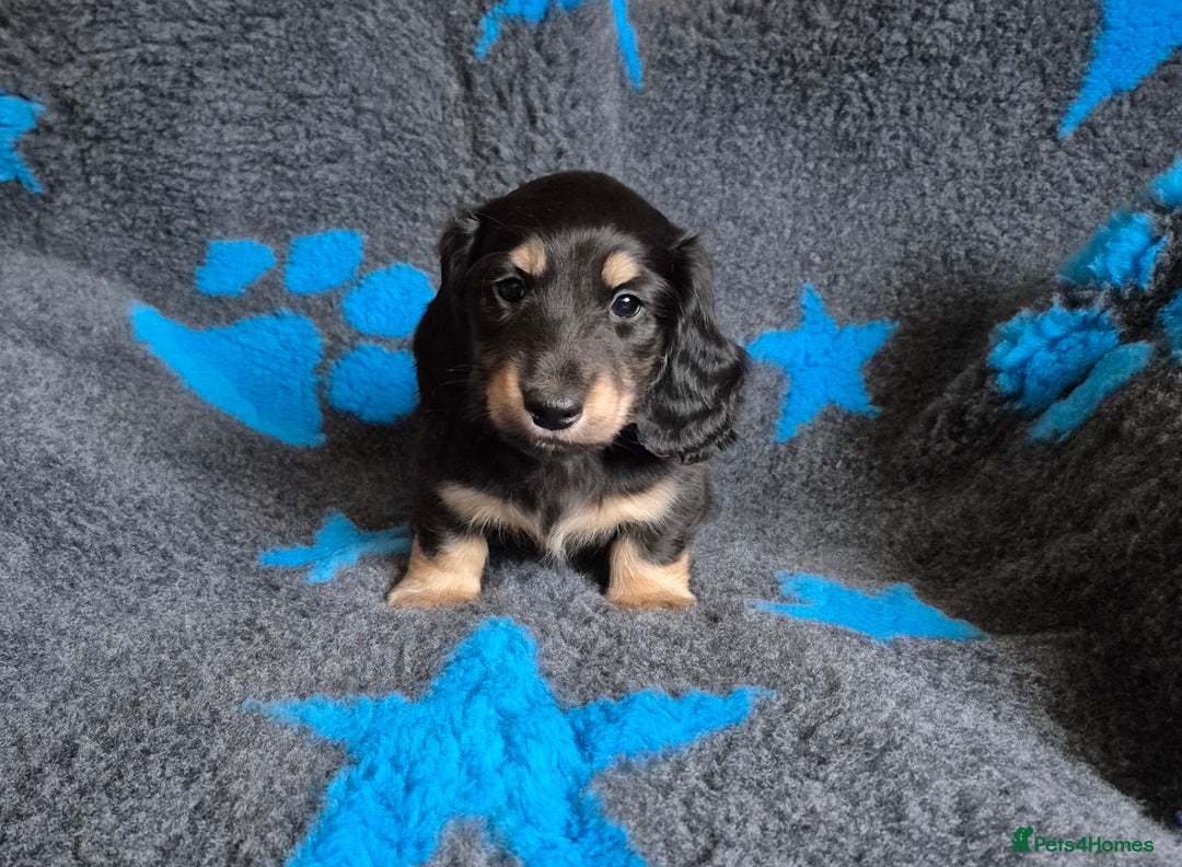 Miniature Dachshund dogs for sale: Long Hair Miniature Dachshund Puppy - Advert 3
