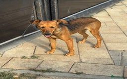 Mixed Breed dogs for adoption: Our lovely Angie, available for cuddles - Image 17