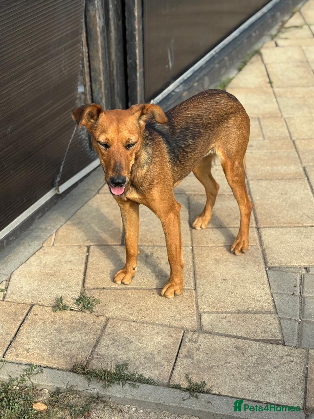 Mixed Breed dogs for adoption: Our lovely Angie, available for cuddles - Image 17