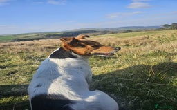 Patterjack dogs for sale: Patterjack Puppy  - Image 7