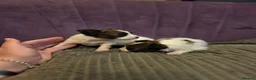 Papillon dogs for sale: KC Registered Papillon Puppies (Ready Soon!) - Advert 13