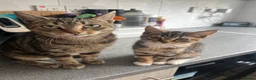 Mixed Breed cats for sale: Half Maine-coon mixed with tabby Kitten in Swindon - Advert 6