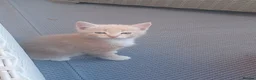Mixed Breed cats for sale: ADORABLE KITTENS FOR SALE - Advert 6